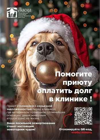 Фото предоставлено приютом «Ласка»